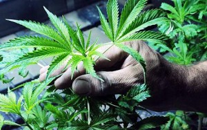 5 potężnych roślin leczniczych na świecie 5 potężnych roślin leczniczych na świecie, KonopiaLeczy.com