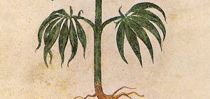 fakty-na-temat-medycznej-marihuany-marihuana-roslina-rysunek-pik