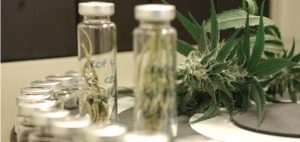 Lek wykonany z marihuany może leczyć schizofrenię, KonopiaLeczy.com