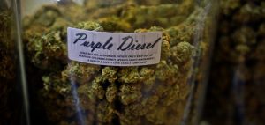 Marihuana łagodzi ból u osób opornych na leczenie, KonopiaLeczy.com