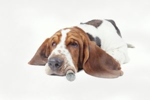 CBD dla psów: Marihuana może zmniejszyć lęk przed fajerwerkami, KonopiaLeczy.com