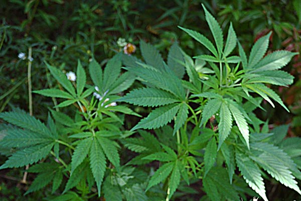 marihuana-lecznicza-medyczna-roslinka