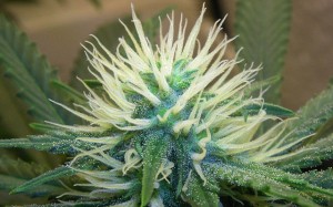 Legalizacja Marihuany w Stanach Zjednoczonych, KonopiaLeczy.com