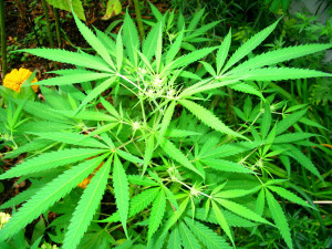 marihuana-konopia-stosowanie-i-wykorzystywanie-zalet-marihuany