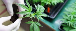 Różne metody stosowania cannabis, KonopiaLeczy.com