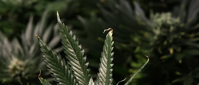 Spalenie roślin cannabis składnikami odżywczymi, KonopiaLeczy.com