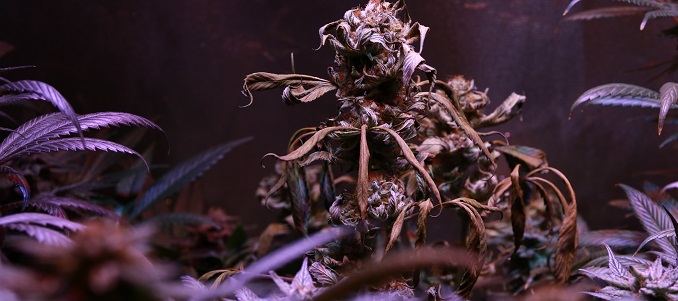 Spalenie roślin cannabis składnikami odżywczymi, KonopiaLeczy.com