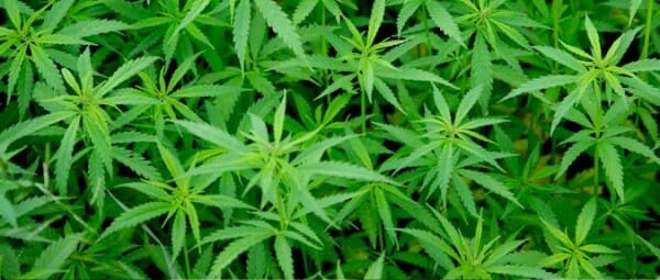 Marihuana vs Tradycyjne Leki na Migreny, KonopiaLeczy.com